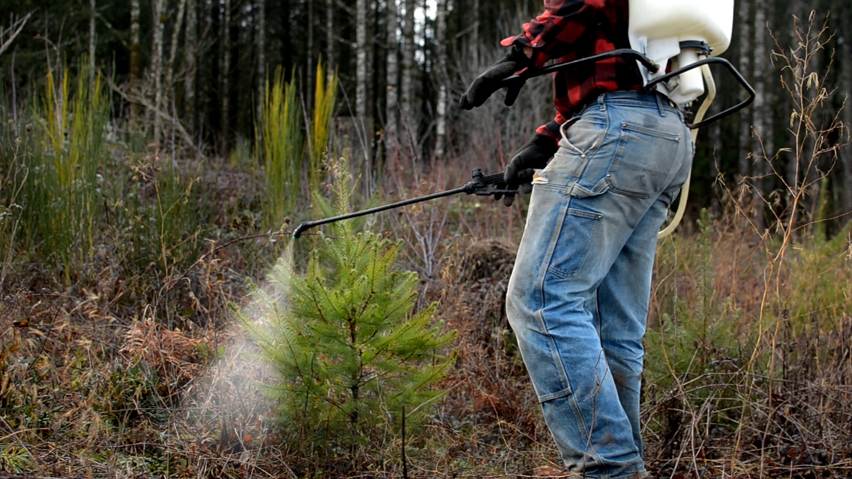 Person spraying sapling with chemicals