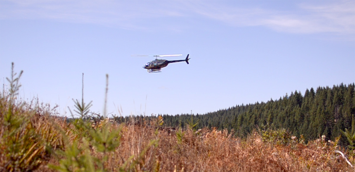 Helicopter flying over saplings