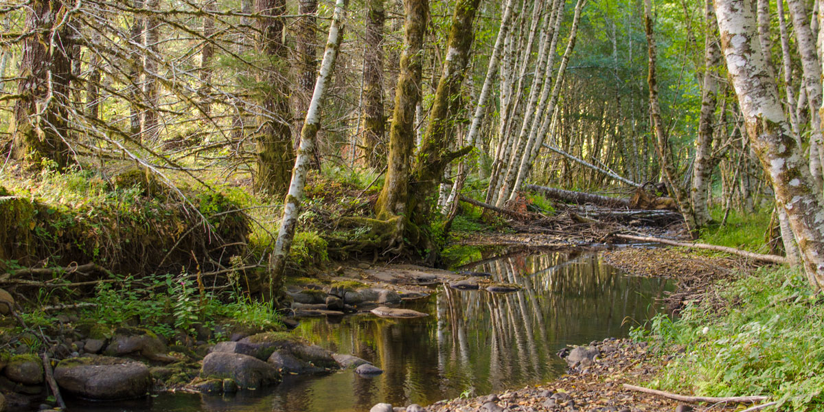 Trees overhanging creek