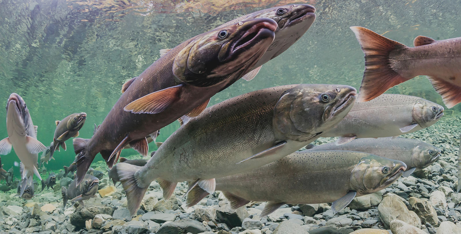 Salmon swimming in stream